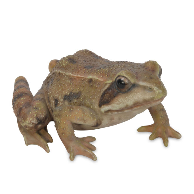 Brown Frog Squatting - Small