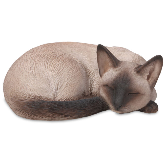 Siamese Cat - Sleeping
