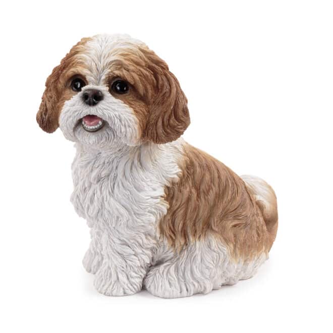 Sitting Shih-Tzu - Brown & White