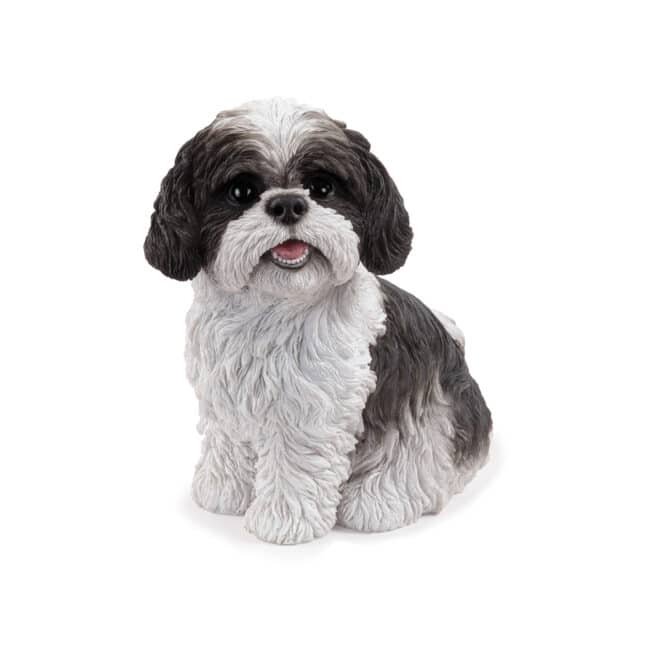 Sitting Shih-Tzu - Black & White