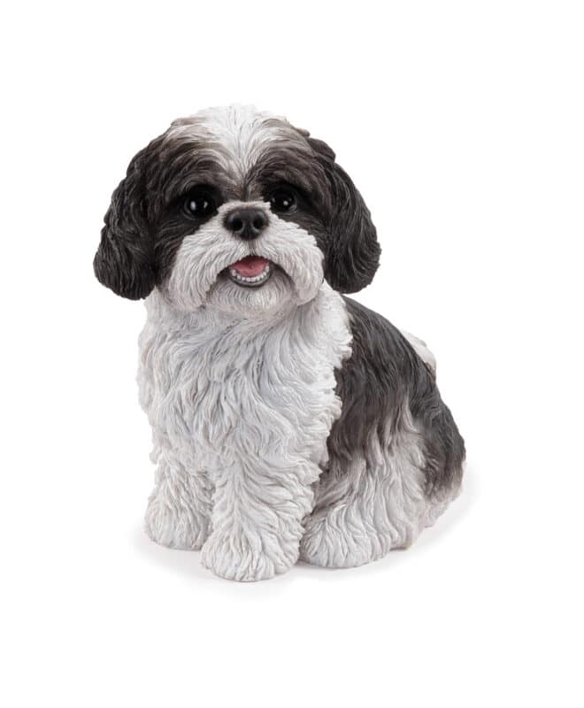 Sitting Shih-Tzu - Black & White