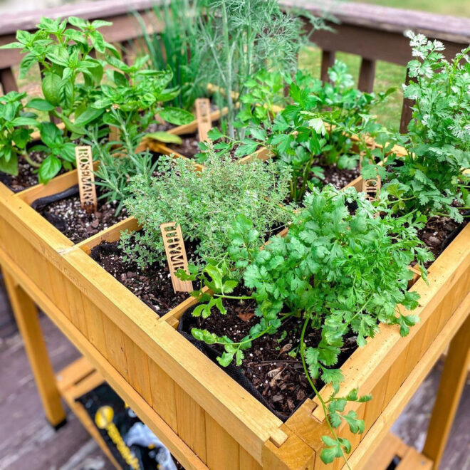 Herb Garden – Natural Finish - FSC 100% - Image 5