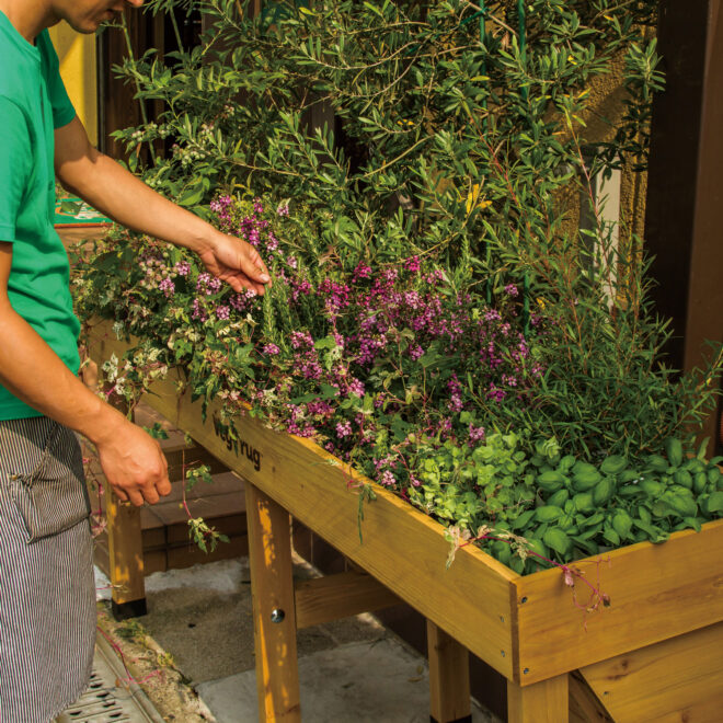 VegTrug Wallhugger - Medium 1.8m - Natural - FSC100% - Image 5