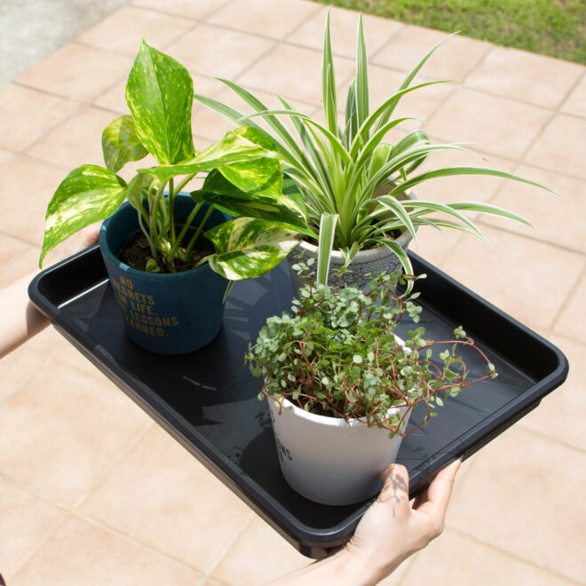 Large Tray to suit VegTrug Nursery & WPT600 - Image 3
